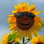 Cool sunflower