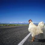 Why the chicken Cross the road