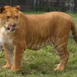 hungry liger