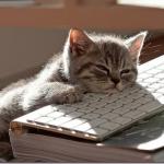 Bored Keyboard Cat