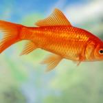 Goldfish of purity