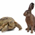 tortoise hare meme