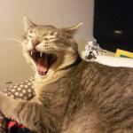 cat screaming