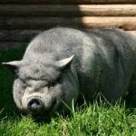 angrypig