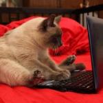 Laptop Cat
