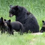Black bears