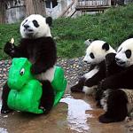 Pandering Panda