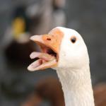 Angry Goose meme
