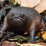 Black rain frog