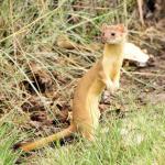 Weasel