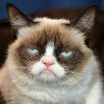 grumpy cat  meme