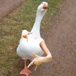 swagger goose