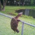 turtle fence escape meme