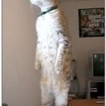 nosy cat standing meme