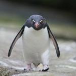 Turncoat Penguin