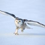 snow owl