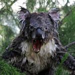 angry wet koala