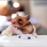Mouse Tiny Burrito