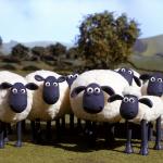 iPhone sheep