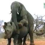 Elephant Rapes Rhino meme