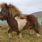 Shetland Pony meme