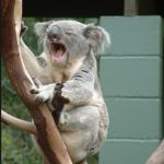 Koala yelling