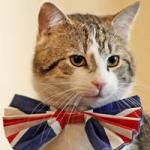 British cat