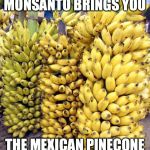 Bananas | MONSANTO BRINGS YOU THE MEXICAN PINECONE | image tagged in bananas | made w/ Imgflip meme maker