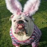 Best Bulldog Bunny