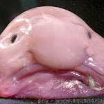 Blobfish meme