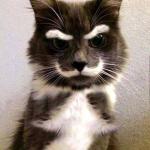 cat mustach angry