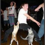 dancin'cats