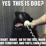 Yes this is dog | YES  THIS IS DOG? RIGHT,  RIGHT.  GO TO THE TREE, MARK YOUR TERRITORY, AND YOU'LL LOOK TOUGH. | image tagged in yes this is dog | made w/ Imgflip meme maker