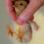 Baby Chicken Being Picked Up