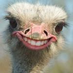 ostrich
