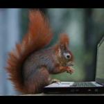 computer squirrel