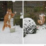 snowball cat