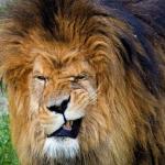 winking lion meme