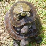 Turtle pile