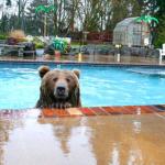 Pool Bear