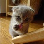 I lick myself