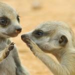 gossip meerkats