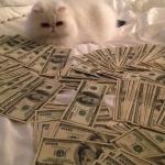 cat with cash
