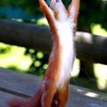 Squirrel, Hands Raised