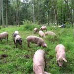 Pigs in Canadensis
