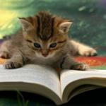 Kitten reading