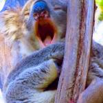 Screaming Koala