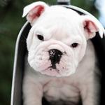 bulldog