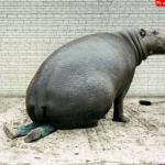 Fat hippo