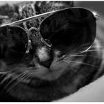 cat in shades